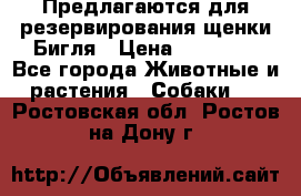 Предлагаются для резервирования щенки Бигля › Цена ­ 40 000 - Все города Животные и растения » Собаки   . Ростовская обл.,Ростов-на-Дону г.